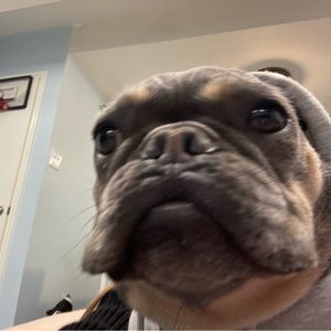 Meet your Posher, Ella